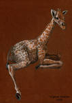 Baby girafe by VirginieSiveton