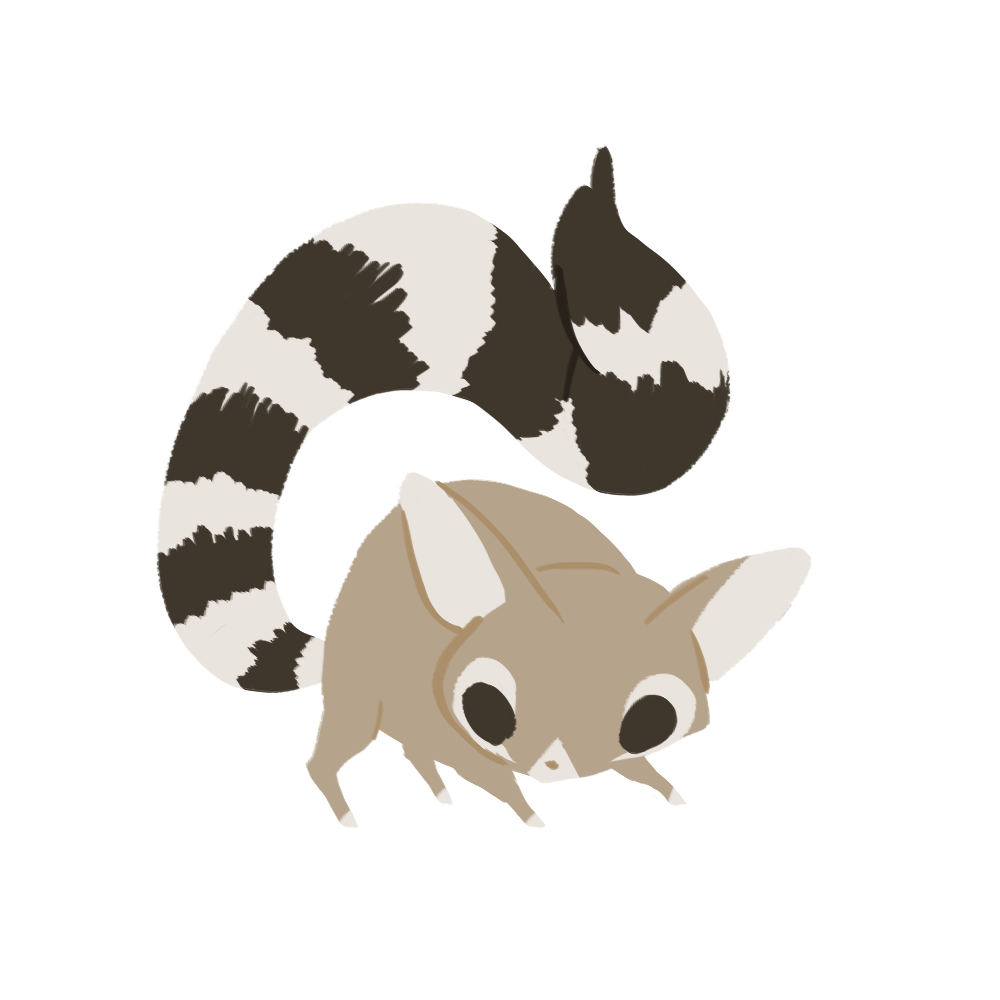 Ringtail cat by wolvesrevolution on DeviantArt