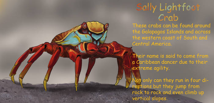 Sally Lightfoot Crab