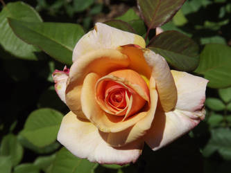 Rose Garden 2