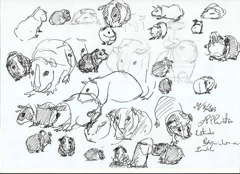 Guinea Pig Pen Sketches