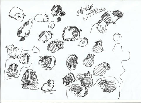 Guinea Pig Pen Sketches 2