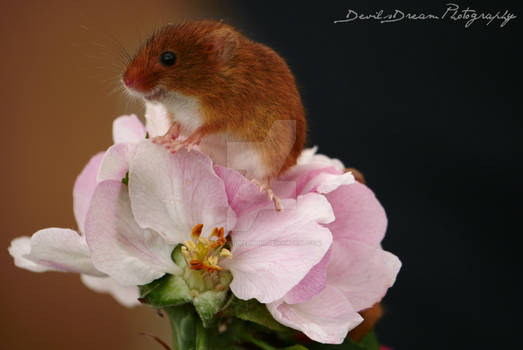 Happy Little Chappy.