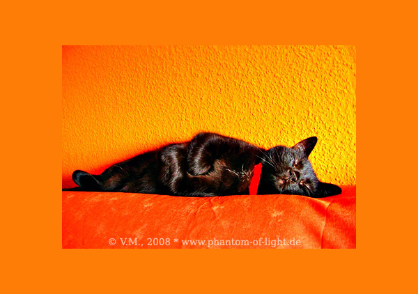 ::2660:: sleeping cat