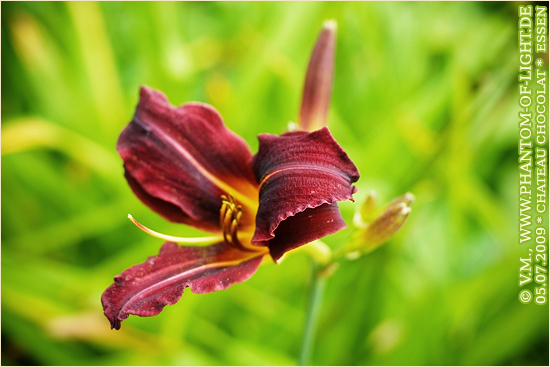 ::dark.red.flower::