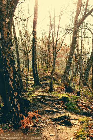 ::winter forest walk::