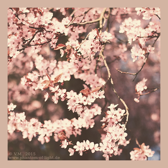 :: vintage blossom ::