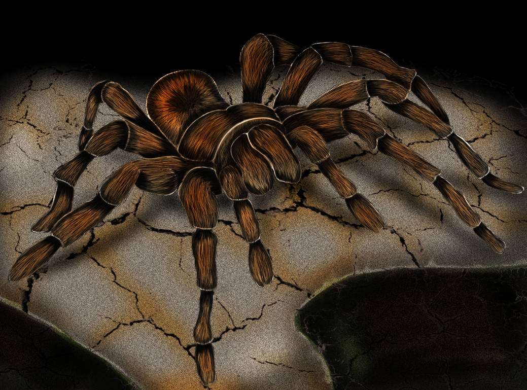Spider Insect Deviantart Spider by mimi01 on DeviantArt