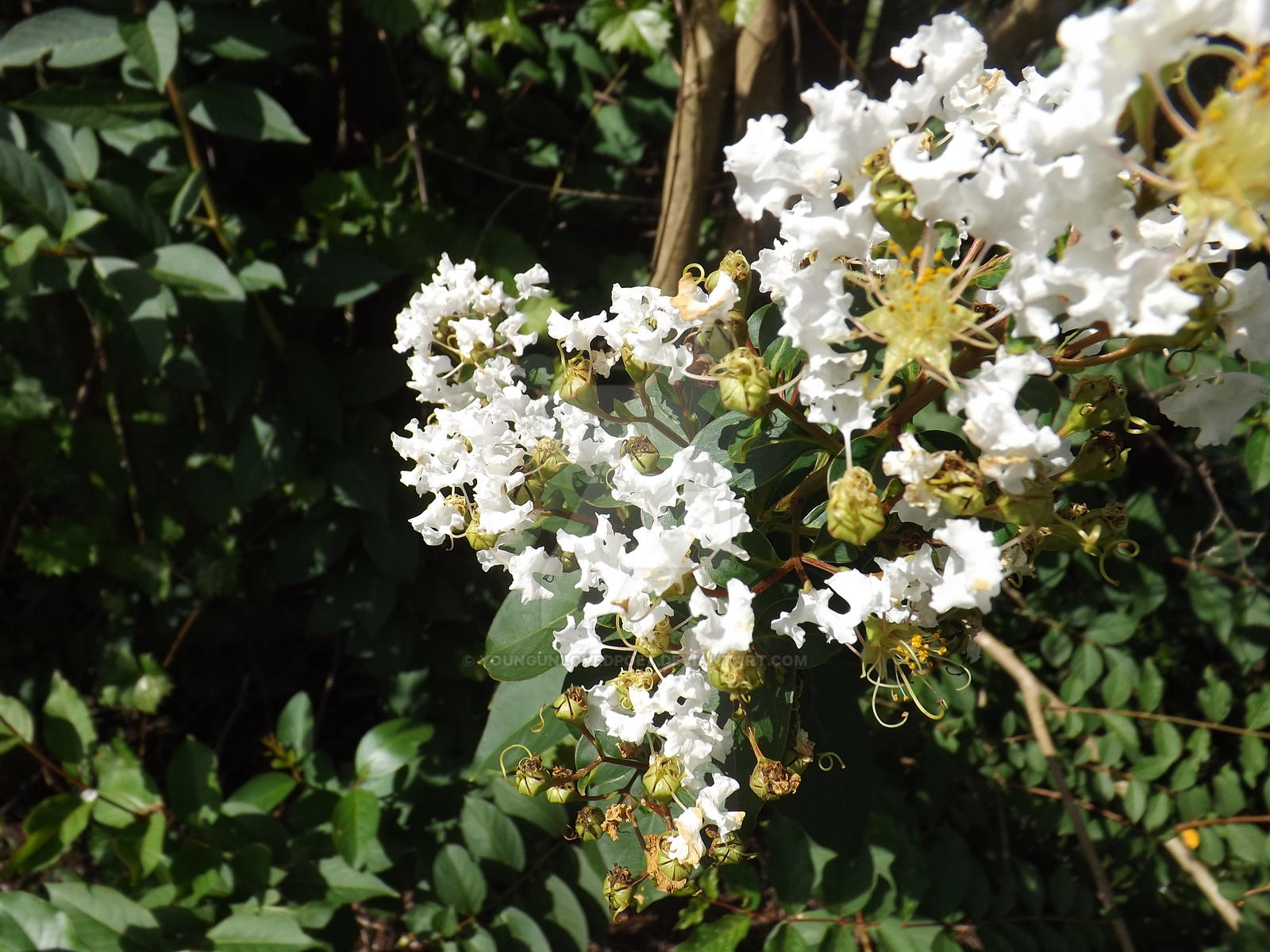 White Flower