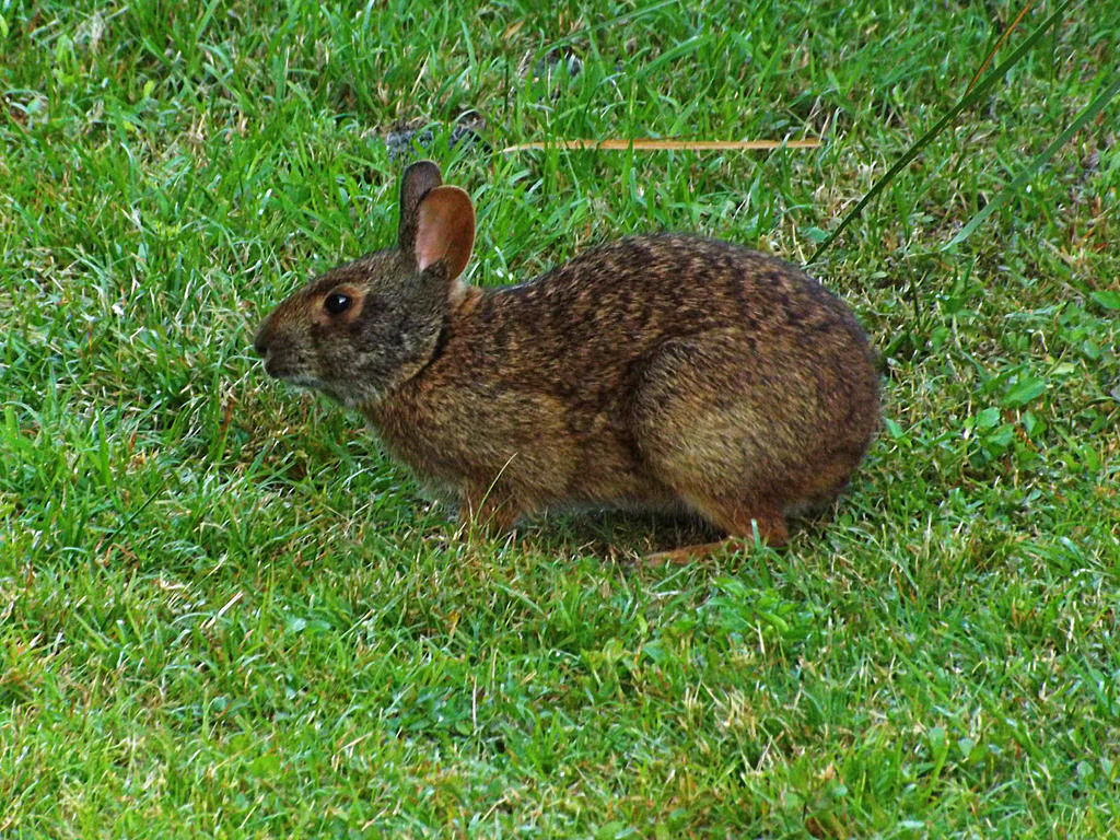 Wascally Rabbit Wascally Wabbit! II by youngunlovedpoet on DeviantArt