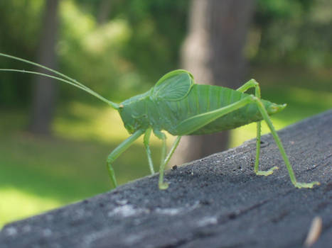 Katydid