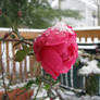 Winter Rose