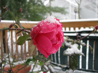 Winter Rose