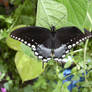 Hairy Butterfly