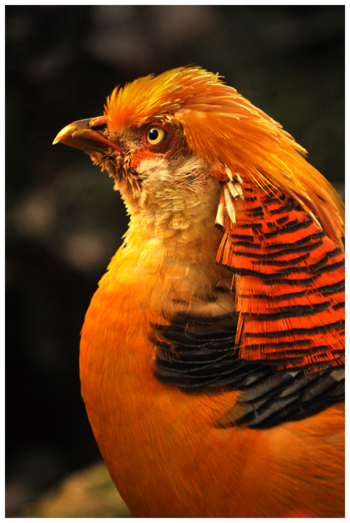 chinese pheasant