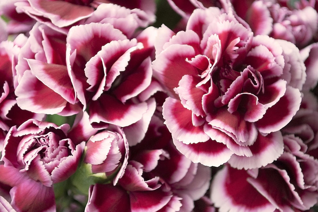 Carnation Blooms