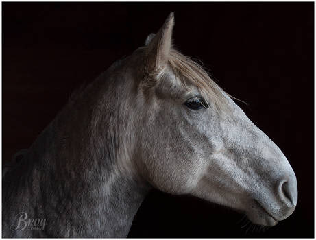 Portrait of a Horse