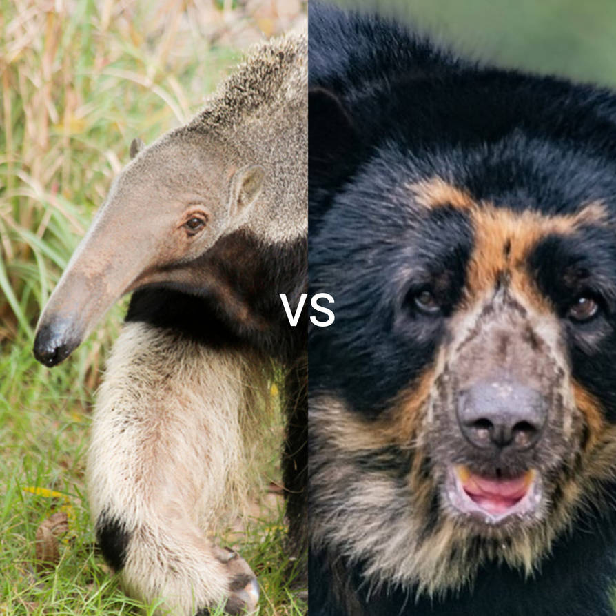 Python Vs Anteater Giant Anteater vs Spectacled Bear by bayleigh06 on DeviantArt