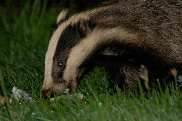 Badger badger badger