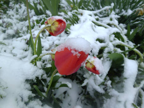 Tulips in the snow 2