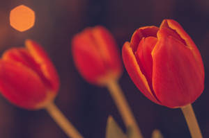 Red tulips