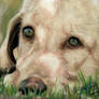 Lab lying in the grass