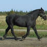 Percheron Trotting