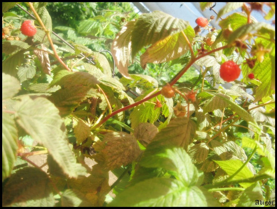 Maltrait Raspberry raspberry plant by SmashedAbigor on DeviantArt