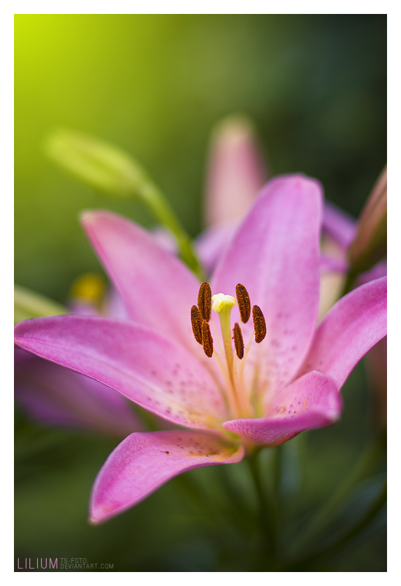 Lilium