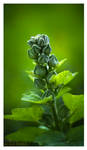 Alcea Rosea by AP3RTUR3