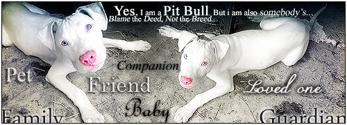 Yes, I am a Pit Bull