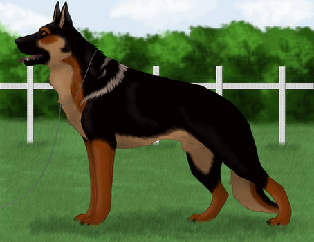 GSD Annual Show - Kimbley Conformation