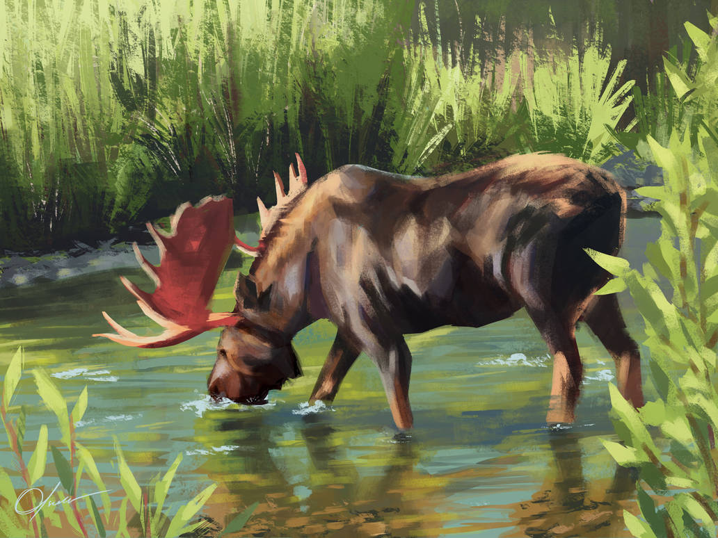 Moose study by DigitalGhast on DeviantArt