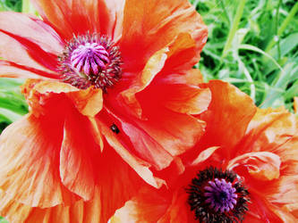 Poppies