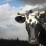 Cow in blue-grey sky