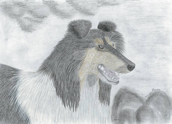 Collie