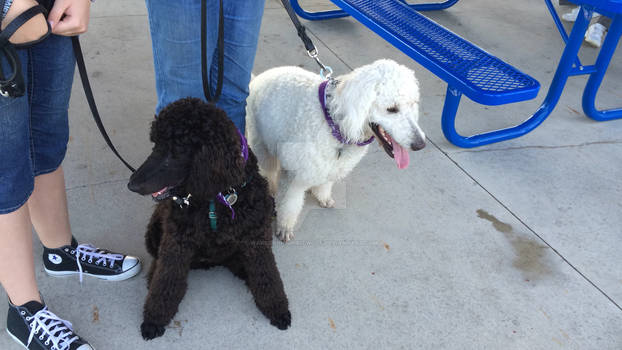 Polar and Holly at our local 'Bark For Life' Event