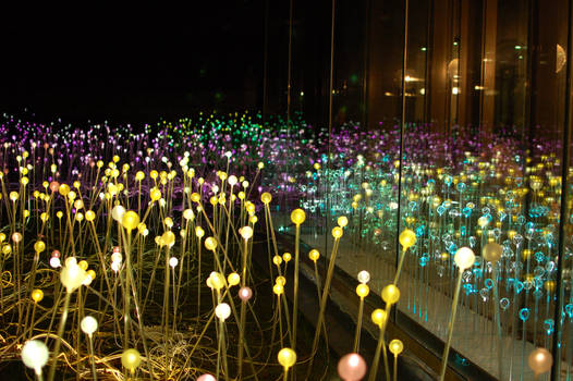 Field of Light 4