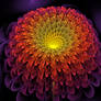 Cosmic Chrysanthemum