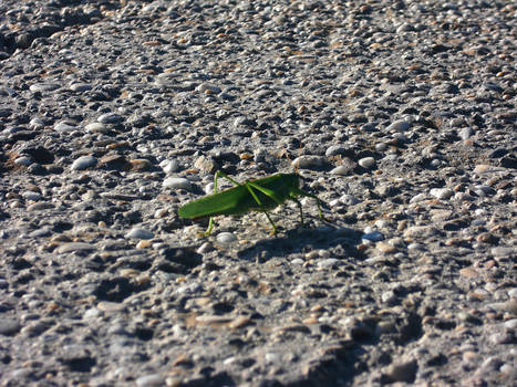 Grasshopper