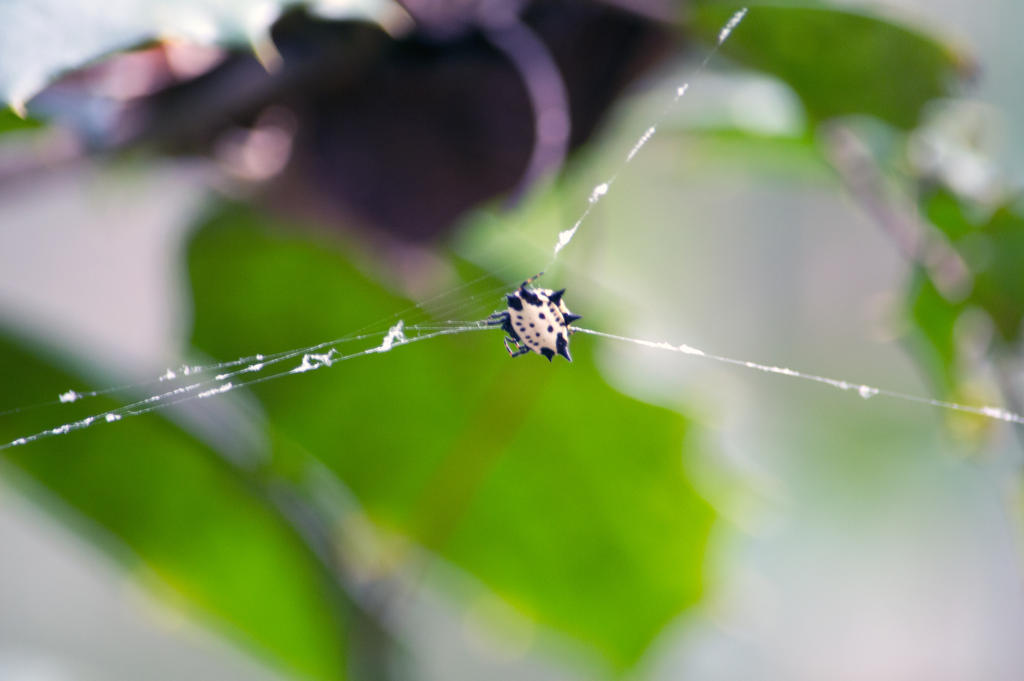 Itsy-Bitsy Spider