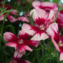 Dianthus