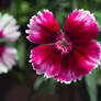 Another Dianthus