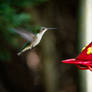 Another Hummingbird