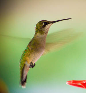 Hummingbird 2015-09-01 #2