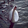 Swan