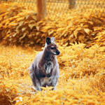 Yellow Kangaroo by NanaPHOTOGRAPHY