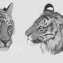 Tiger Studies