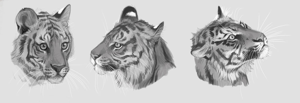 Tiger Studies