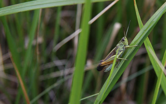 Grasshopper